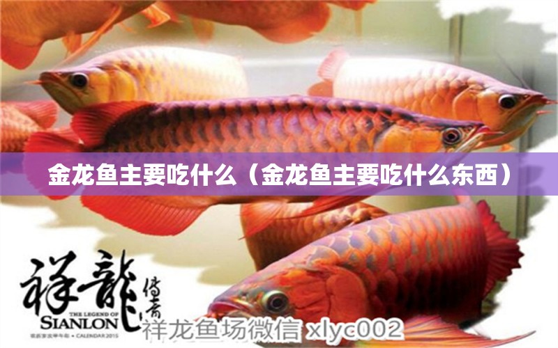 金龍魚主要吃什么（金龍魚主要吃什么東西） 黃金達(dá)摩魚