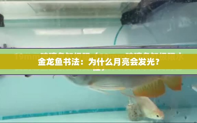 金龍魚書法：為什么月亮?xí)l(fā)光？ 水族問答