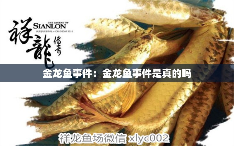 金龍魚事件：金龍魚事件是真的嗎