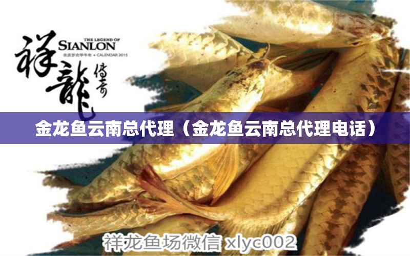 金龍魚(yú)云南總代理（金龍魚(yú)云南總代理電話）