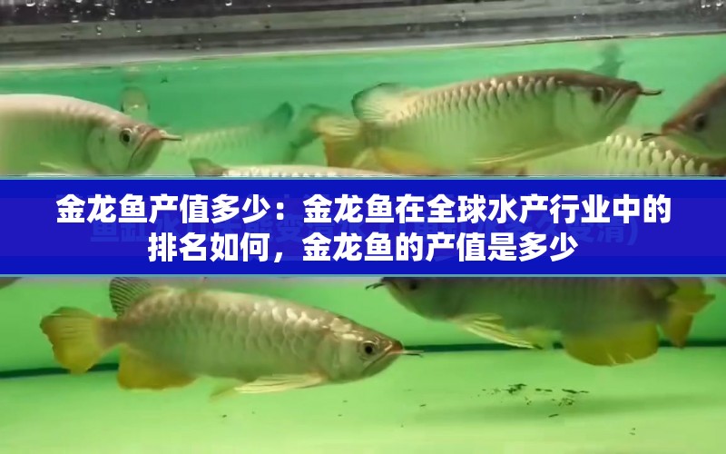 金龍魚產(chǎn)值多少：金龍魚在全球水產(chǎn)行業(yè)中的排名如何，金龍魚的產(chǎn)值是多少 水族問答 第1張