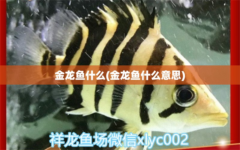 金龍魚什么(金龍魚什么意思) 狗仔（招財(cái)貓)魚苗