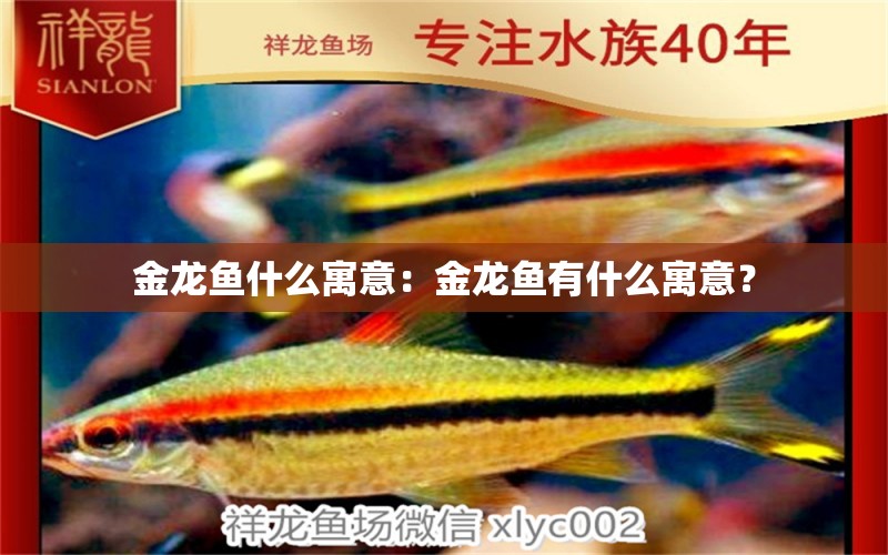 金龍魚什么寓意：金龍魚有什么寓意？