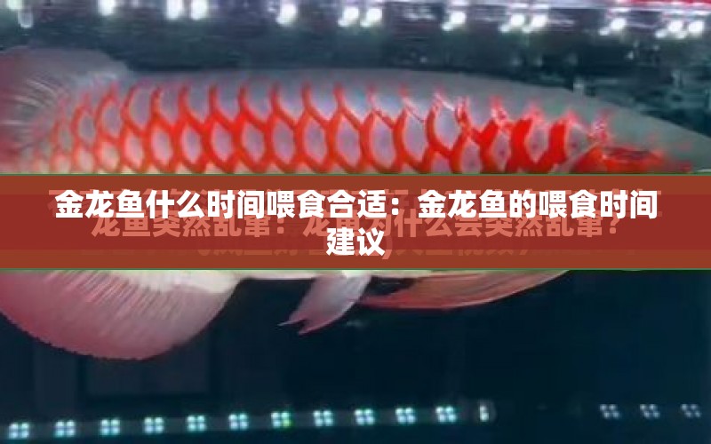 金龍魚(yú)什么時(shí)間喂食合適：金龍魚(yú)的喂食時(shí)間建議 水族問(wèn)答 第1張