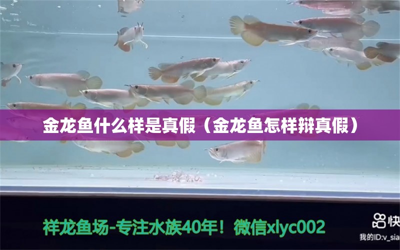 金龍魚什么樣是真假（金龍魚怎樣辯真假）