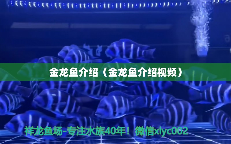 金龍魚介紹（金龍魚介紹視頻） 赤焰中國虎魚