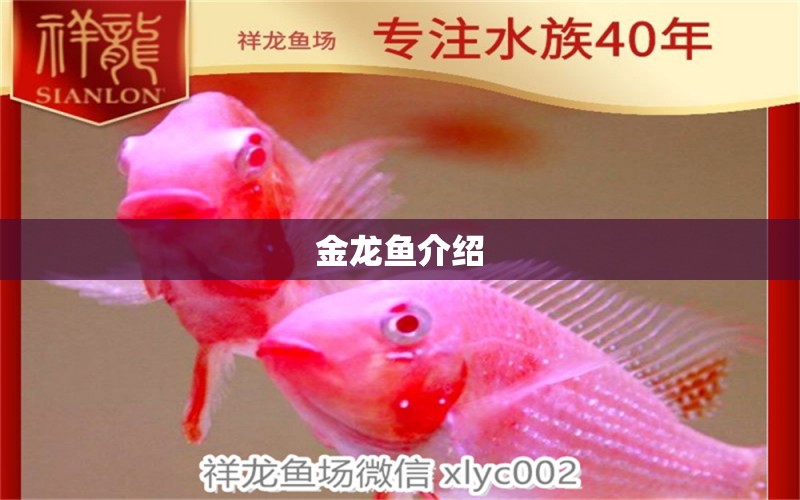 金龍魚(yú)介紹 龍魚(yú)百科 第1張