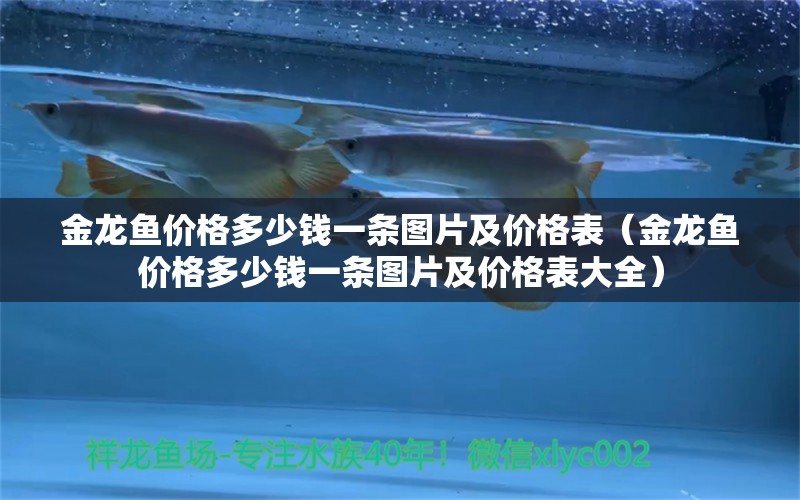 金龍魚價格多少錢一條圖片及價格表（金龍魚價格多少錢一條圖片及價格表大全） 量子養(yǎng)魚技術