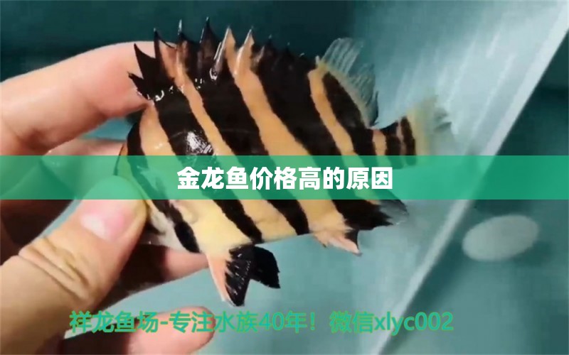 金龍魚價(jià)格高的原因 龍魚批發(fā)