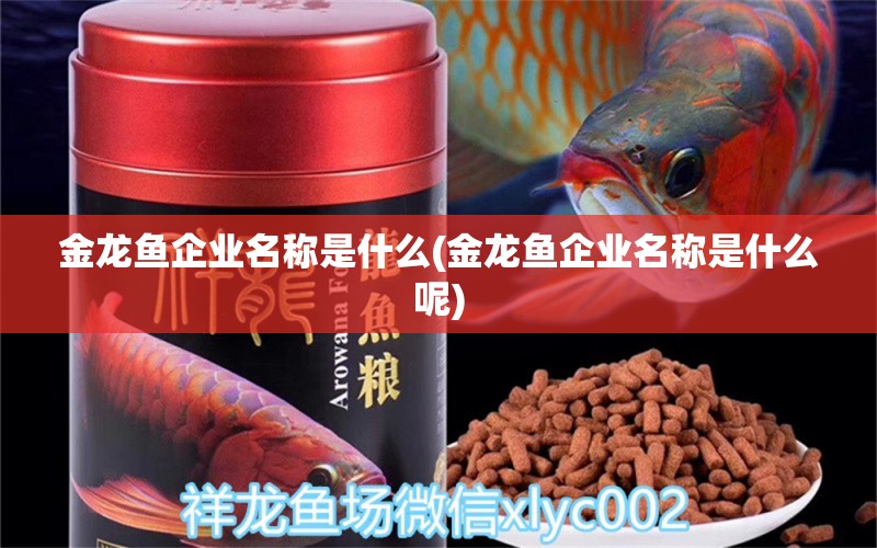 金龍魚企業(yè)名稱是什么(金龍魚企業(yè)名稱是什么呢) 藍(lán)底過背金龍魚 第1張