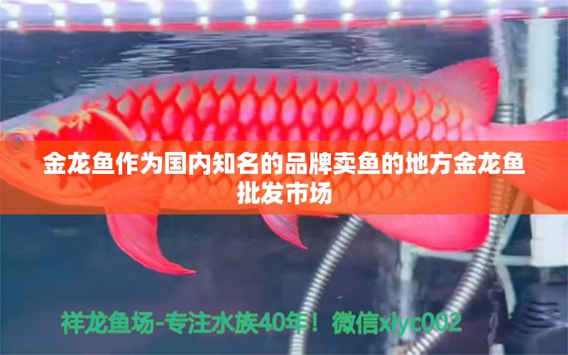 金龍魚(yú)作為國(guó)內(nèi)知名的品牌賣(mài)魚(yú)的地方金龍魚(yú)批發(fā)市場(chǎng)