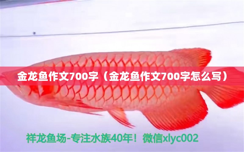 金龍魚作文700字（金龍魚作文700字怎么寫） 祥龍水族醫(yī)院