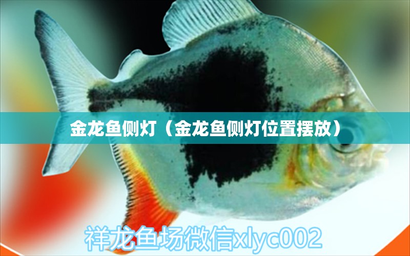 金龍魚側(cè)燈（金龍魚側(cè)燈位置擺放）