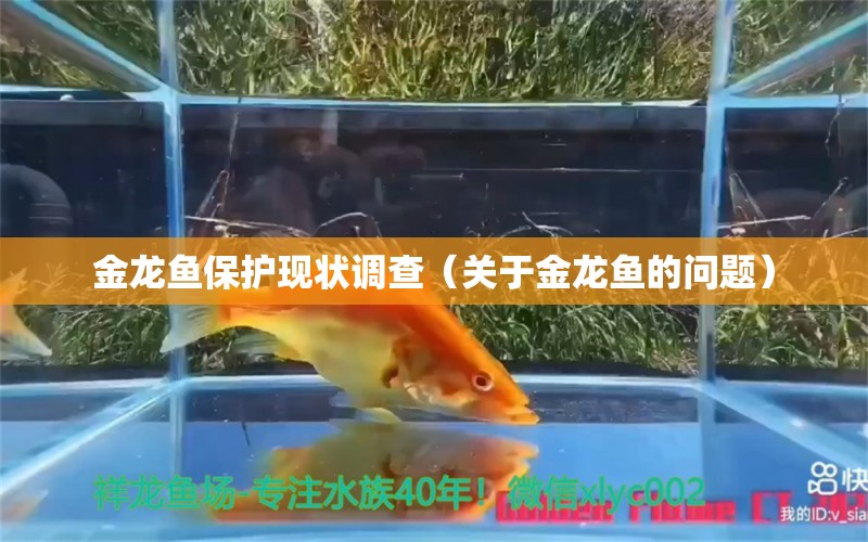 金龍魚保護現(xiàn)狀調(diào)查（關(guān)于金龍魚的問題） 水族問答 第1張