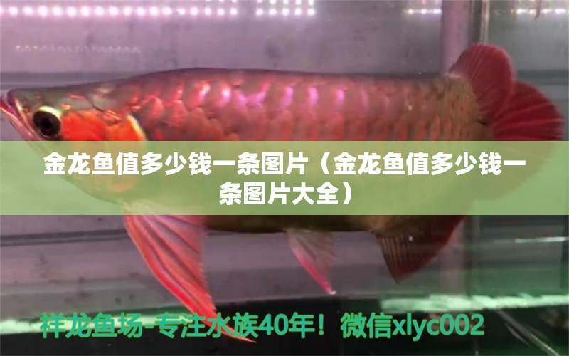 金龍魚值多少錢一條圖片（金龍魚值多少錢一條圖片大全） 觀賞魚市場（混養(yǎng)魚）