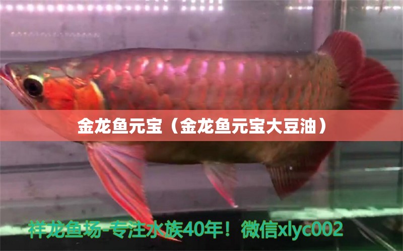 金龍魚元寶（金龍魚元寶大豆油）