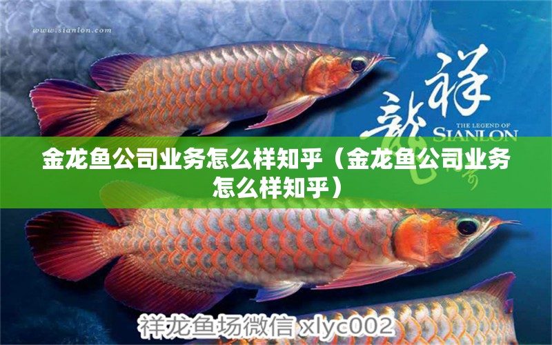 金龍魚公司業(yè)務怎么樣知乎（金龍魚公司業(yè)務怎么樣知乎）