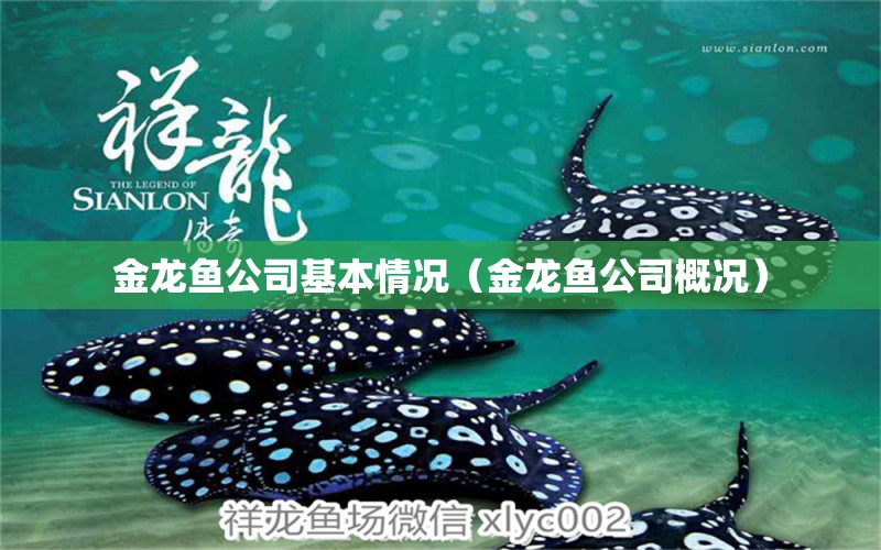 金龍魚(yú)公司基本情況（金龍魚(yú)公司概況）