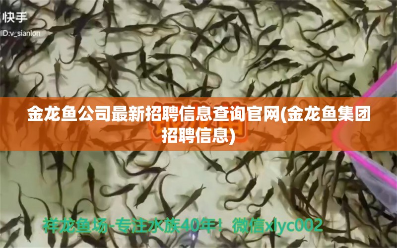 金龍魚公司最新招聘信息查詢官網(wǎng)(金龍魚集團(tuán)招聘信息) 白寫錦鯉魚