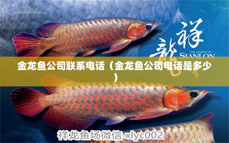 金龍魚(yú)公司聯(lián)系電話（金龍魚(yú)公司電話是多少）