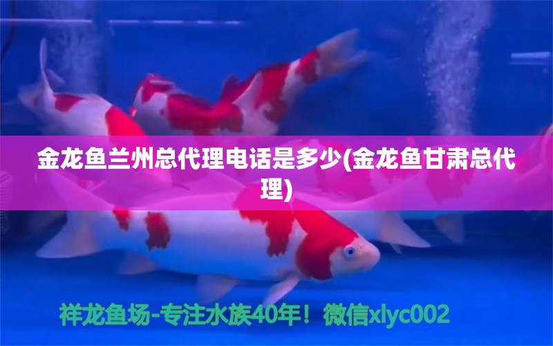 金龍魚蘭州總代理電話是多少(金龍魚甘肅總代理) 羅漢魚