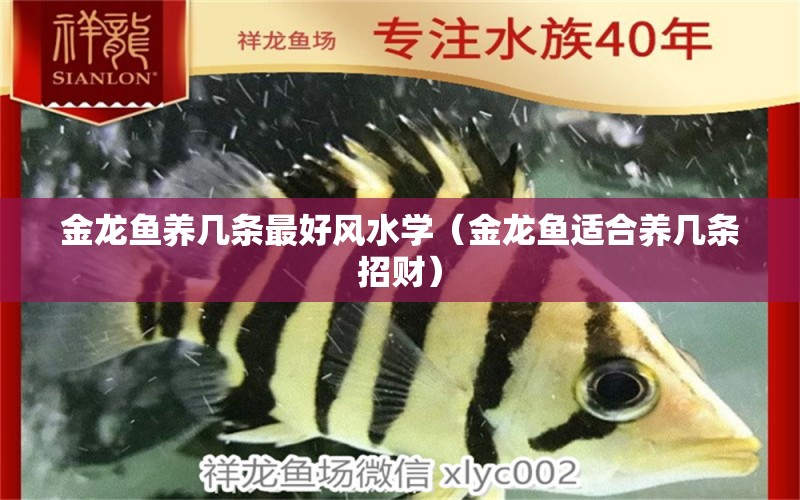 金龍魚養(yǎng)幾條最好風(fēng)水學(xué)（金龍魚適合養(yǎng)幾條招財）