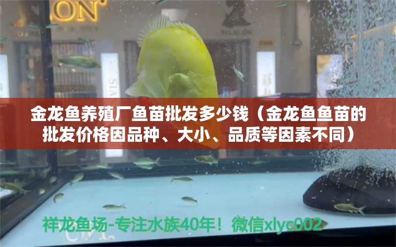 金龍魚養(yǎng)殖廠魚苗批發(fā)多少錢（金龍魚魚苗的批發(fā)價格因品種、大小、品質(zhì)等因素不同） 龍魚百科 第1張