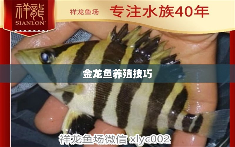 金龍魚養(yǎng)殖技巧 觀賞魚