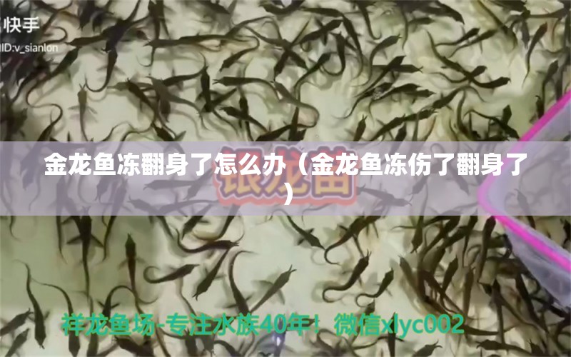 金龍魚凍翻身了怎么辦（金龍魚凍傷了翻身了） 觀賞魚市場(chǎng)