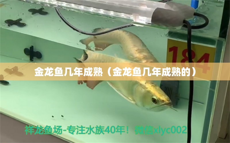 金龍魚(yú)幾年成熟（金龍魚(yú)幾年成熟的）