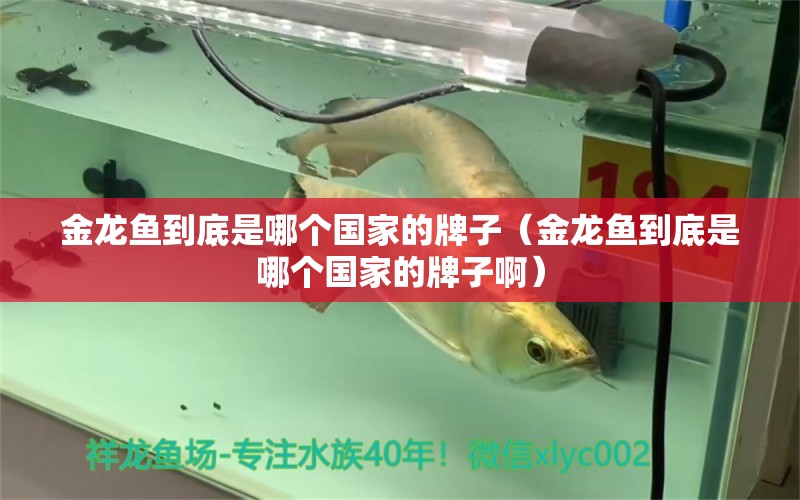 金龍魚到底是哪個國家的牌子（金龍魚到底是哪個國家的牌子?。? title=