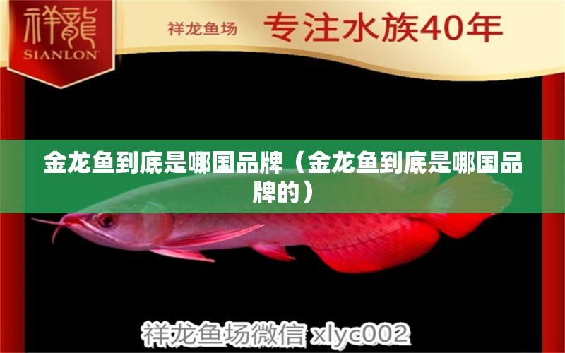 金龍魚到底是哪國品牌（金龍魚到底是哪國品牌的）