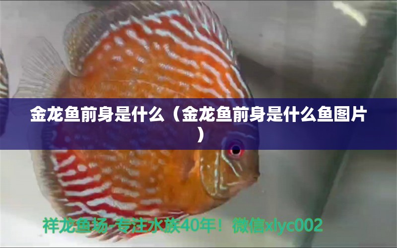 金龍魚(yú)前身是什么（金龍魚(yú)前身是什么魚(yú)圖片）