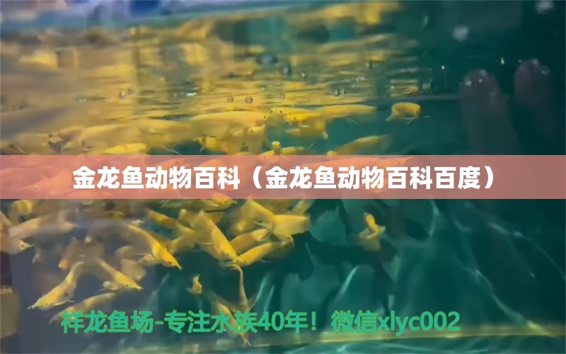 金龍魚動物百科（金龍魚動物百科百度）