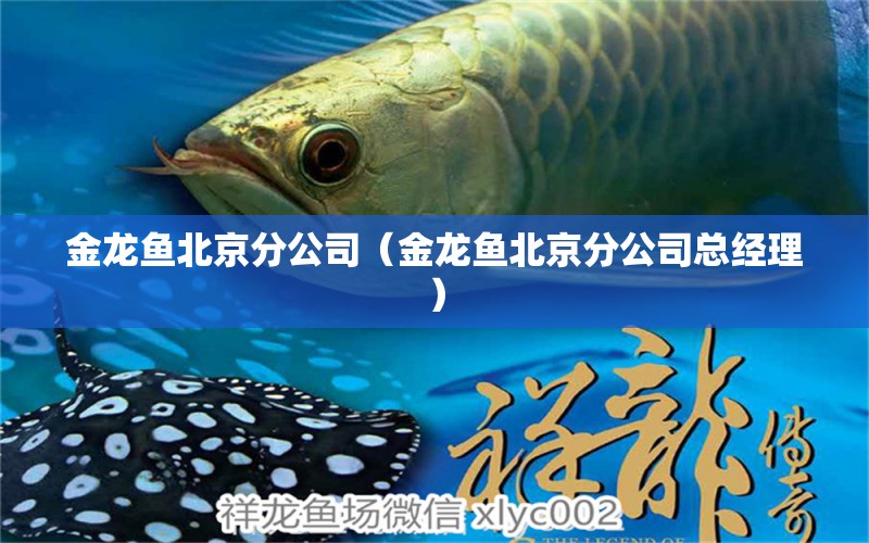 金龍魚北京分公司（金龍魚北京分公司總經(jīng)理）