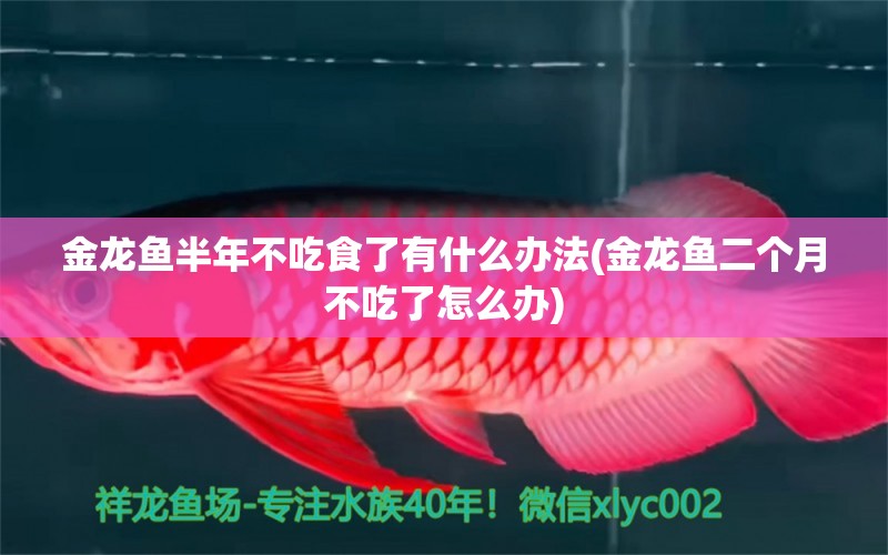 金龍魚半年不吃食了有什么辦法(金龍魚二個(gè)月不吃了怎么辦)