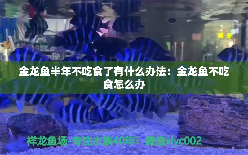 金龍魚半年不吃食了有什么辦法：金龍魚不吃食怎么辦