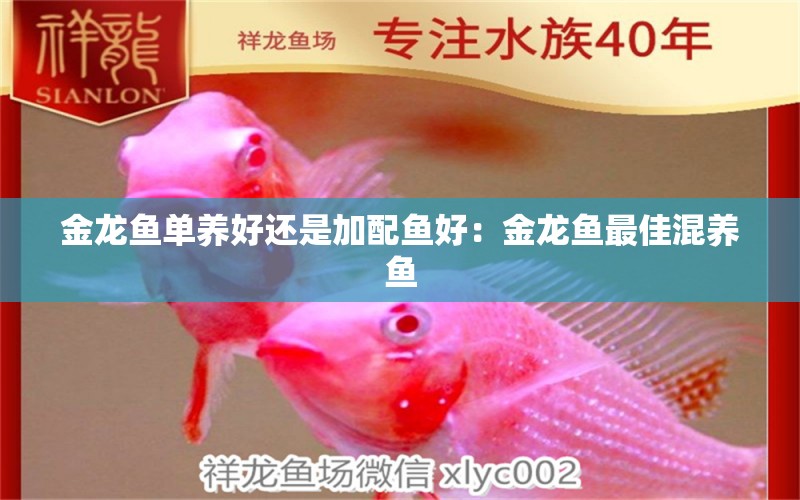 金龍魚單養(yǎng)好還是加配魚好：金龍魚最佳混養(yǎng)魚 龍魚百科