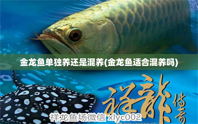 金龍魚單獨養(yǎng)還是混養(yǎng)(金龍魚適合混養(yǎng)嗎) 熊貓異形魚L46