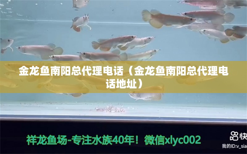 金龍魚南陽總代理電話（金龍魚南陽總代理電話地址）