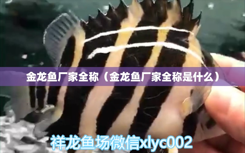 金龍魚廠家全稱（金龍魚廠家全稱是什么）