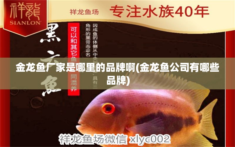 金龍魚廠家是哪里的品牌啊(金龍魚公司有哪些品牌) 青龍魚