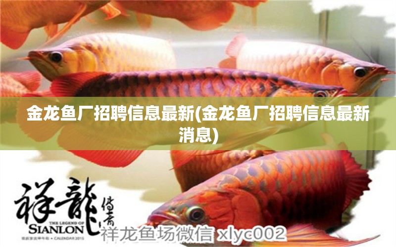 金龍魚廠招聘信息最新(金龍魚廠招聘信息最新消息) 錦鯉池魚池建設(shè)