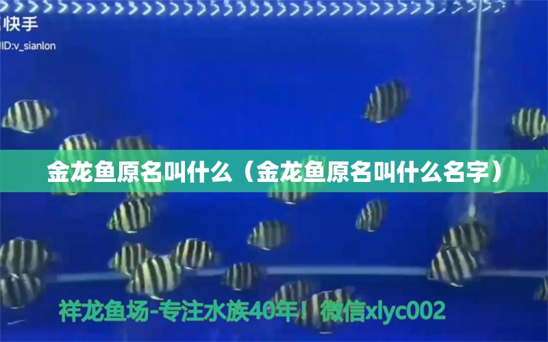 金龍魚原名叫什么（金龍魚原名叫什么名字）