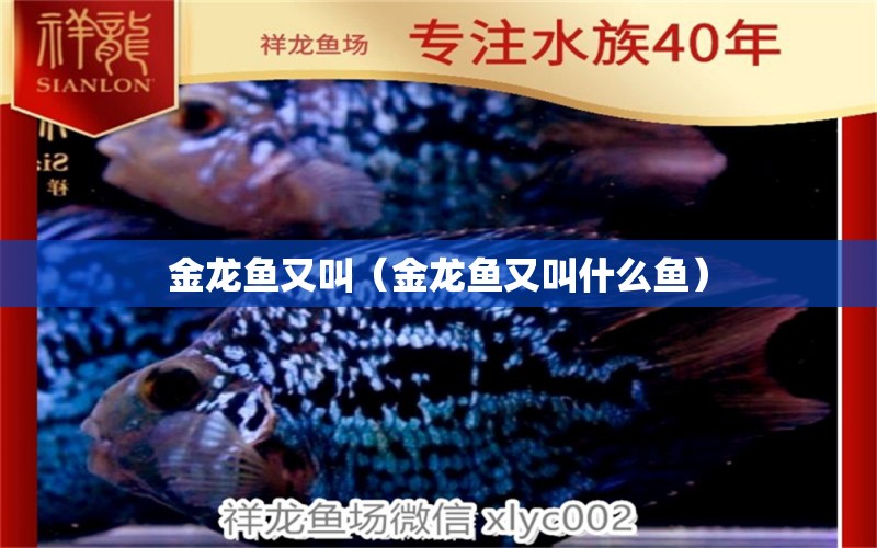 金龍魚又叫（金龍魚又叫什么魚）