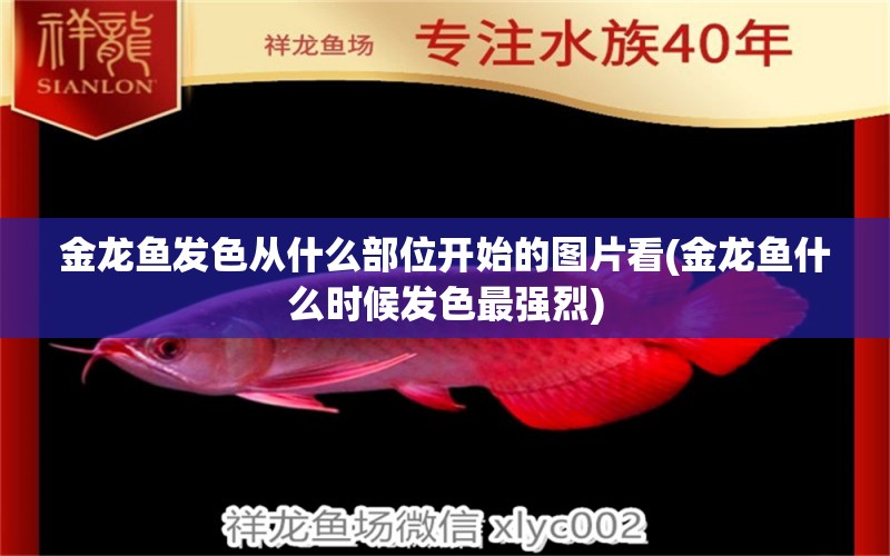 金龍魚發(fā)色從什么部位開始的圖片看(金龍魚什么時(shí)候發(fā)色最強(qiáng)烈) 賽級(jí)紅龍魚 第1張