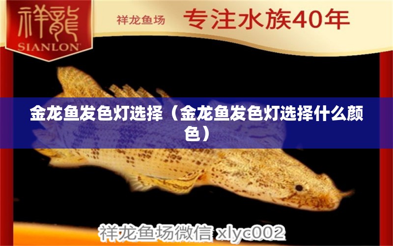 金龍魚發(fā)色燈選擇（金龍魚發(fā)色燈選擇什么顏色） 小型觀賞魚