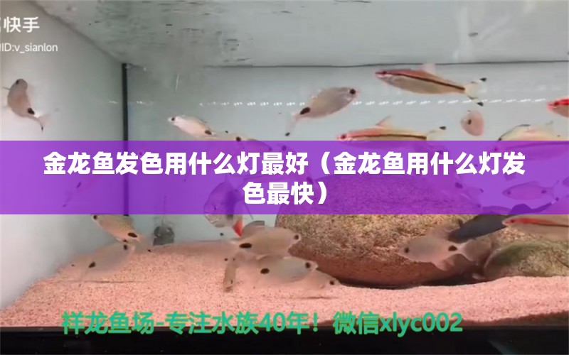 金龍魚發(fā)色用什么燈最好（金龍魚用什么燈發(fā)色最快） 水族燈（魚缸燈） 第1張