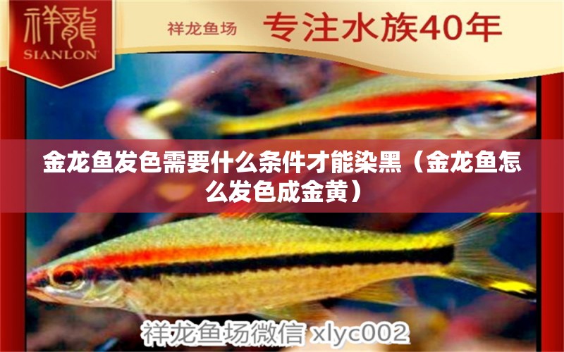 金龍魚發(fā)色需要什么條件才能染黑（金龍魚怎么發(fā)色成金黃）