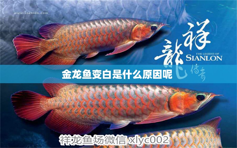 金龍魚變白是什么原因呢  喂食器